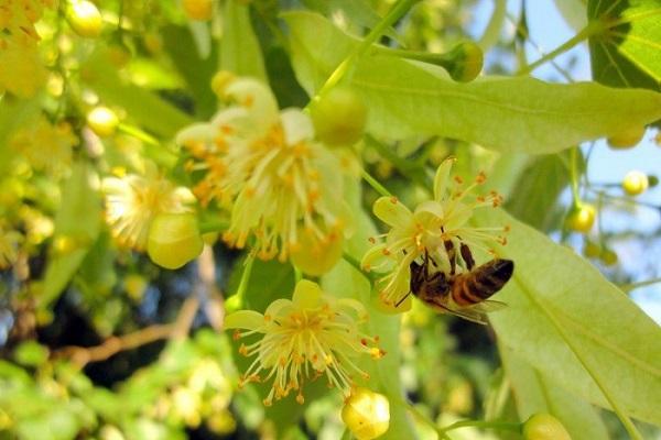 floreciendo en la primavera