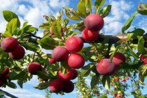 Description and characteristics of the plum variety Alenushka, cultivation and care, pollinators