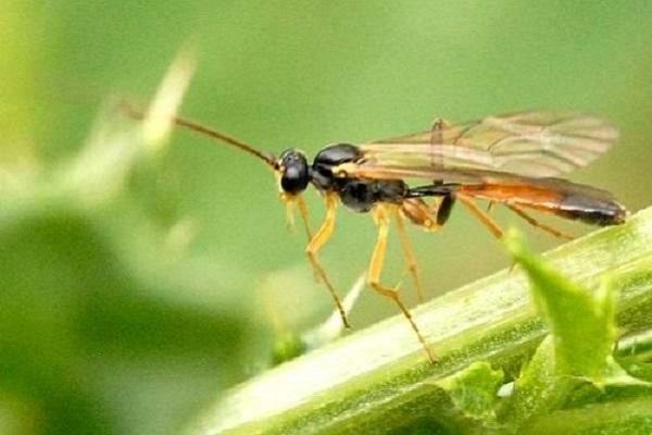 mosca de sierra de plagas