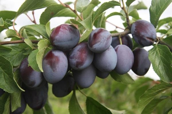 Prune Bogatyrskaya