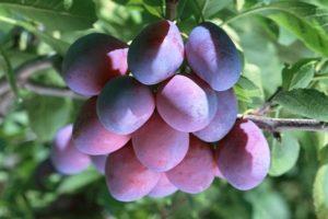 Descripción de la variedad de ciruela Bogatyrskaya, polinizadores de árboles, cultivo y cuidado.