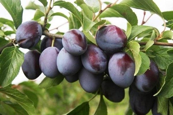 variété à gros fruits