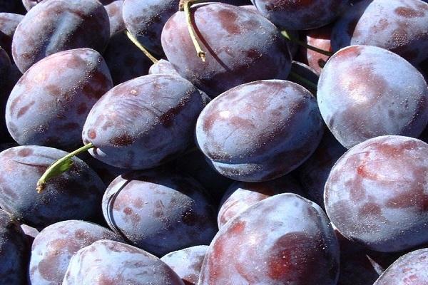 harvested fruit