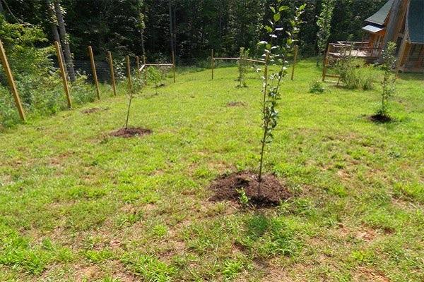 arbres plantés