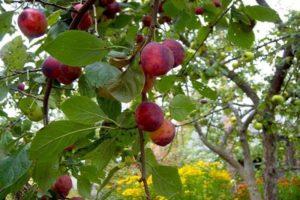 Description and characteristics of Etude plum variety, pollinators and cultivation