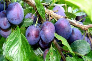 Description of the Candy Plum variety, cultivation and care, pollinators and reproduction