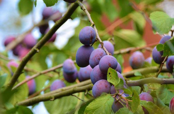 plum tree