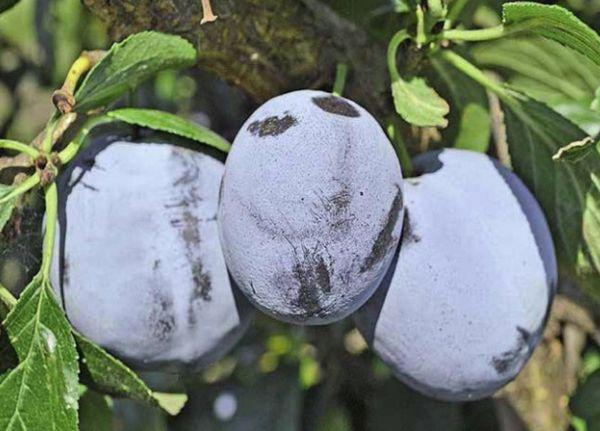 Plum fruit