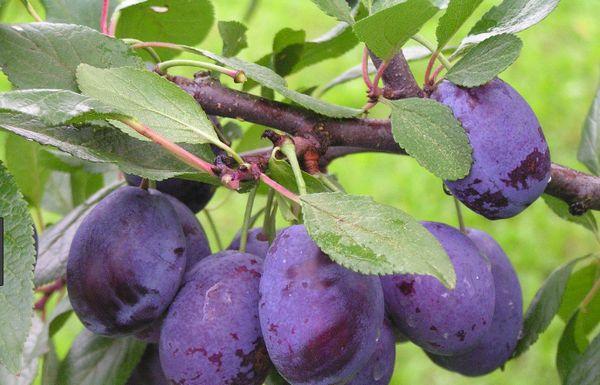 Árbol con frutos