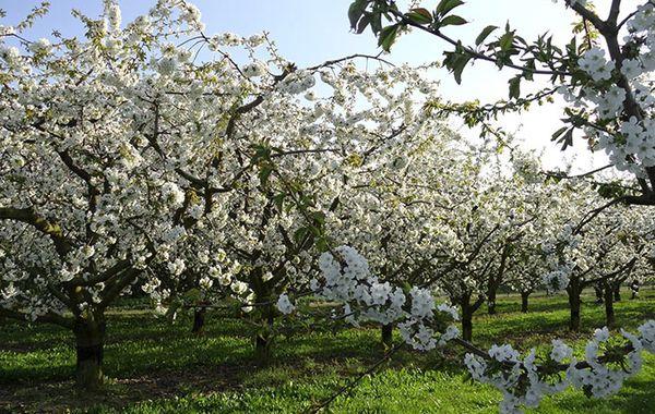 Plum blossom