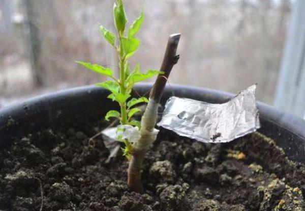 Propagation de prune