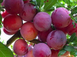 Description de la variété de prune Starter, pollinisateurs, culture et soins