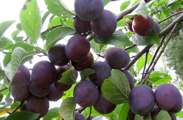 plum tree