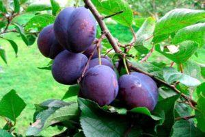 Description and characteristics of the Stanley plum variety, planting, cultivation and care