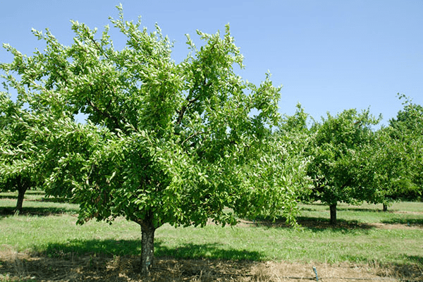 poda de verano