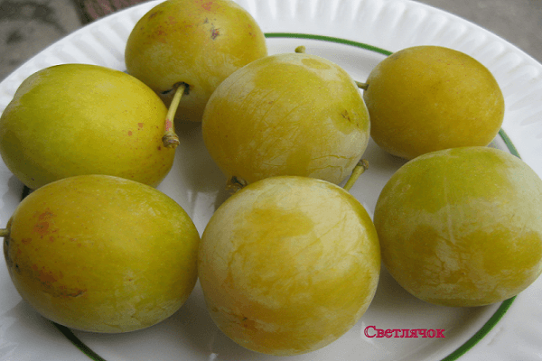 prunes variétales