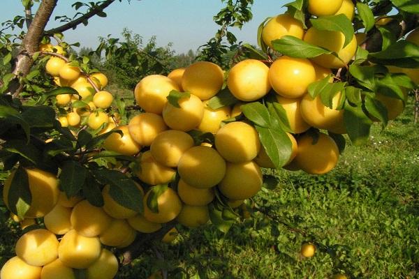 molduras de corona