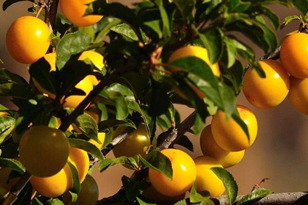 fruits at sunset