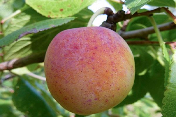 large fruit