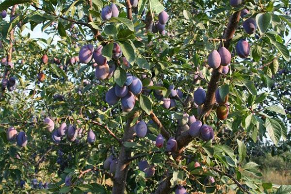 berries on the tree