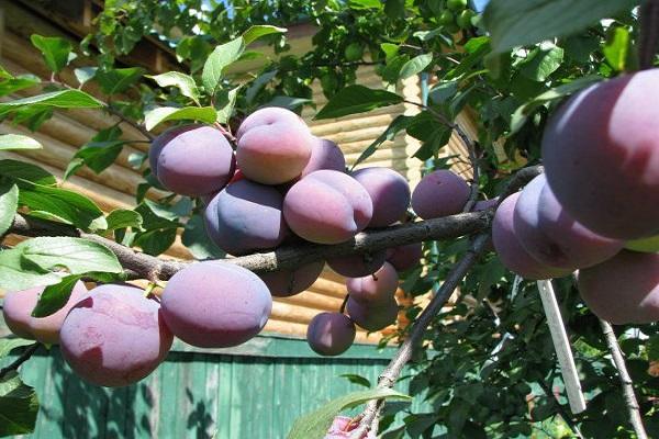 taille des fruits