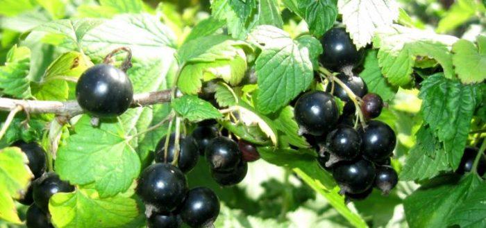 currant Vologda