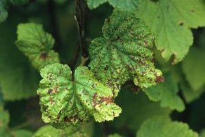 Que faire si des taches rouges apparaissent sur les feuilles de cassis, le meilleur moyen de lutter