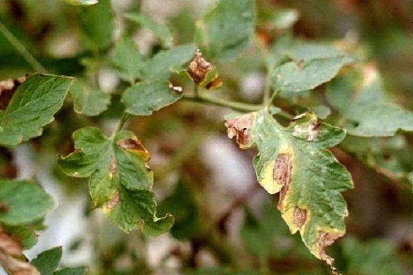 drying of leaves