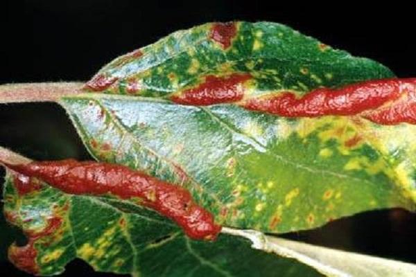 columnar rust