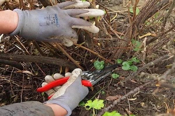 supprimer les branches