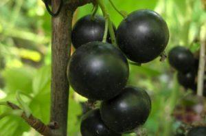 Description et caractéristiques de la variété de cassis Selechenskaya, culture et entretien