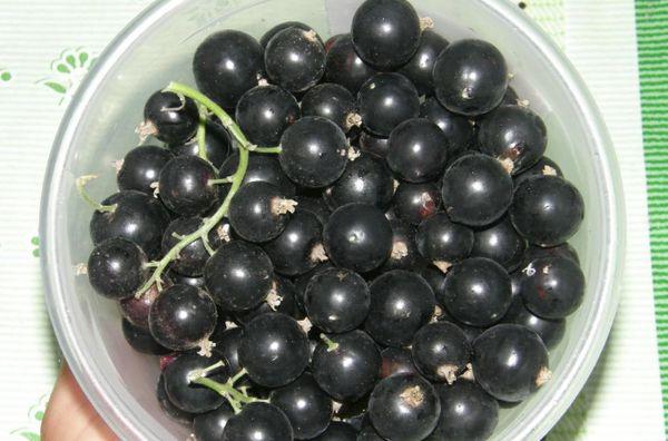 Currant fruit