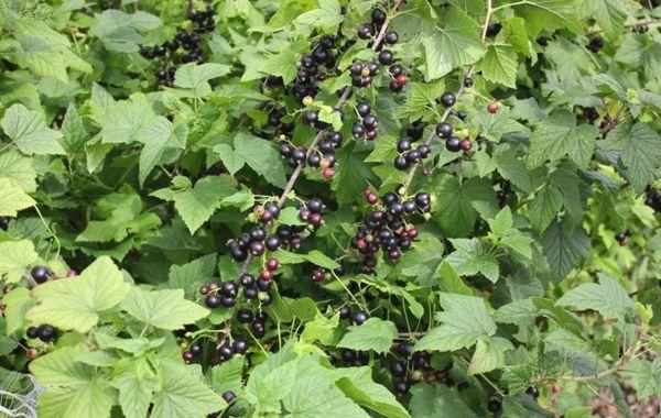 Currant bush