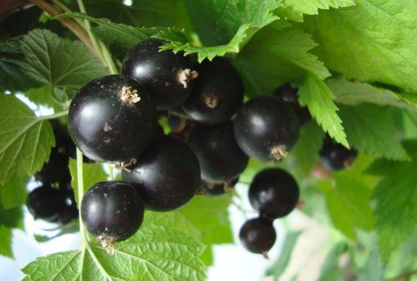 Black currant