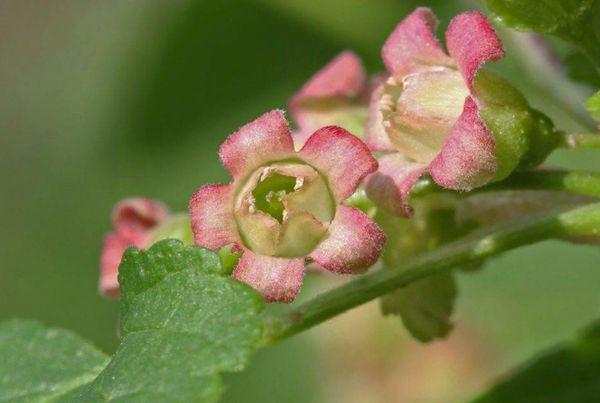 Grosella floreciente