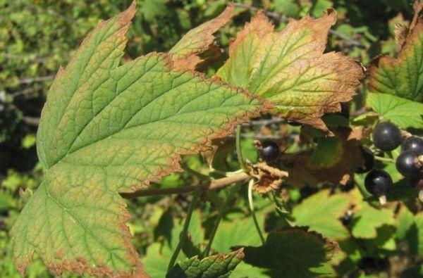 Diseases of the currant