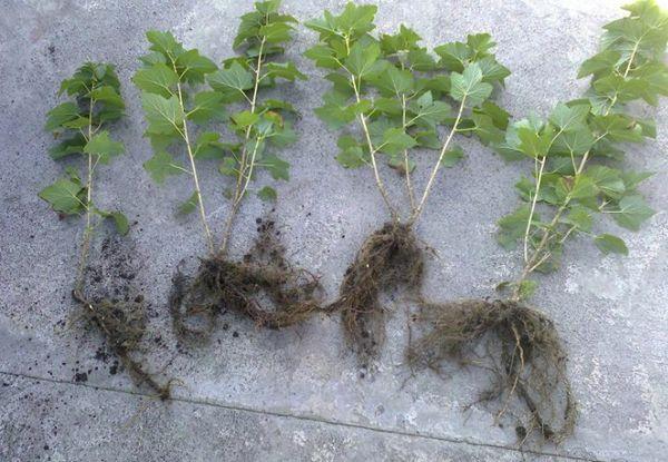 Selection of seedlings