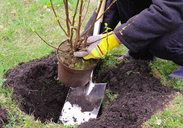 Planting a seedling