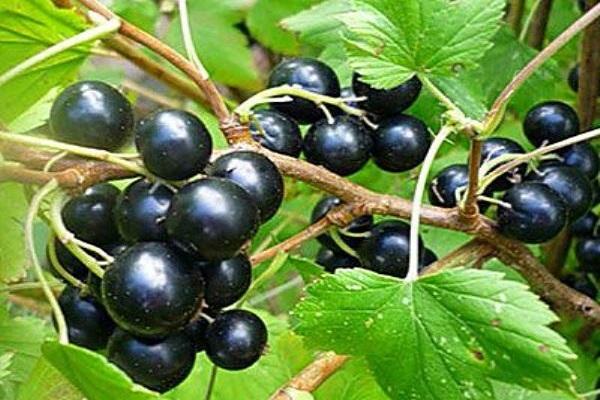 black fruit