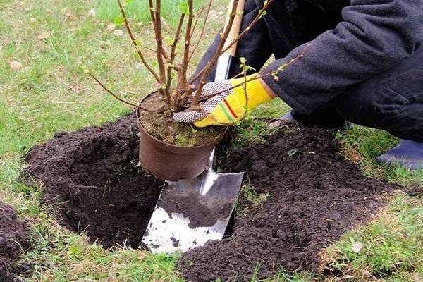 plantar de una maceta