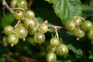 Description et caractéristiques des variétés de cassis vert, culture et entretien