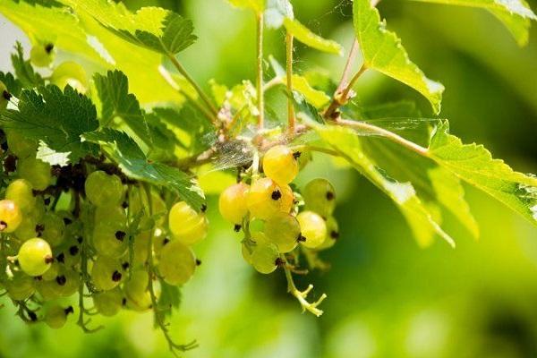 transbordement de verdure