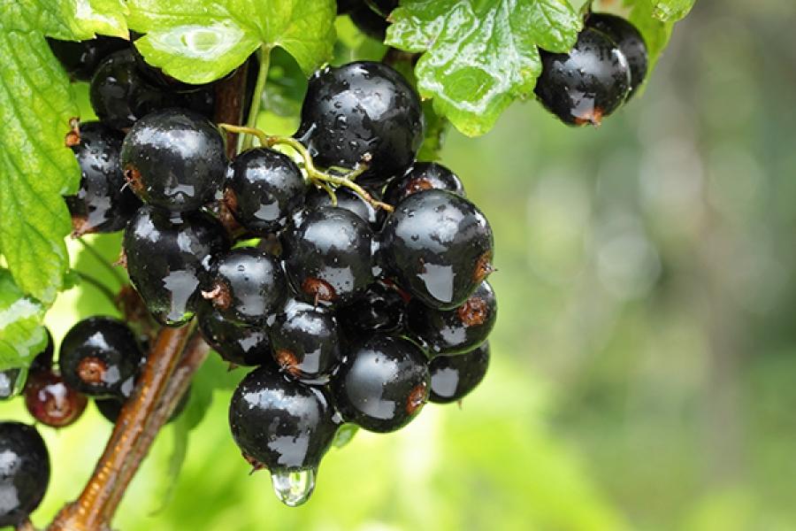 currant treasure