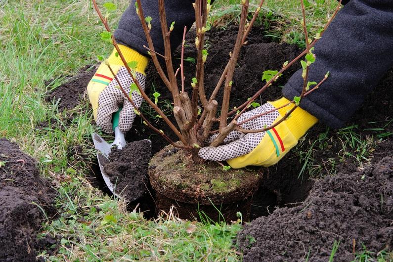 plantation de groseilles