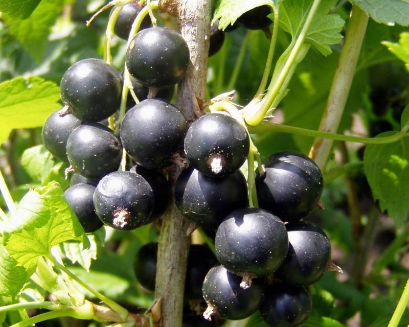 bagira currant