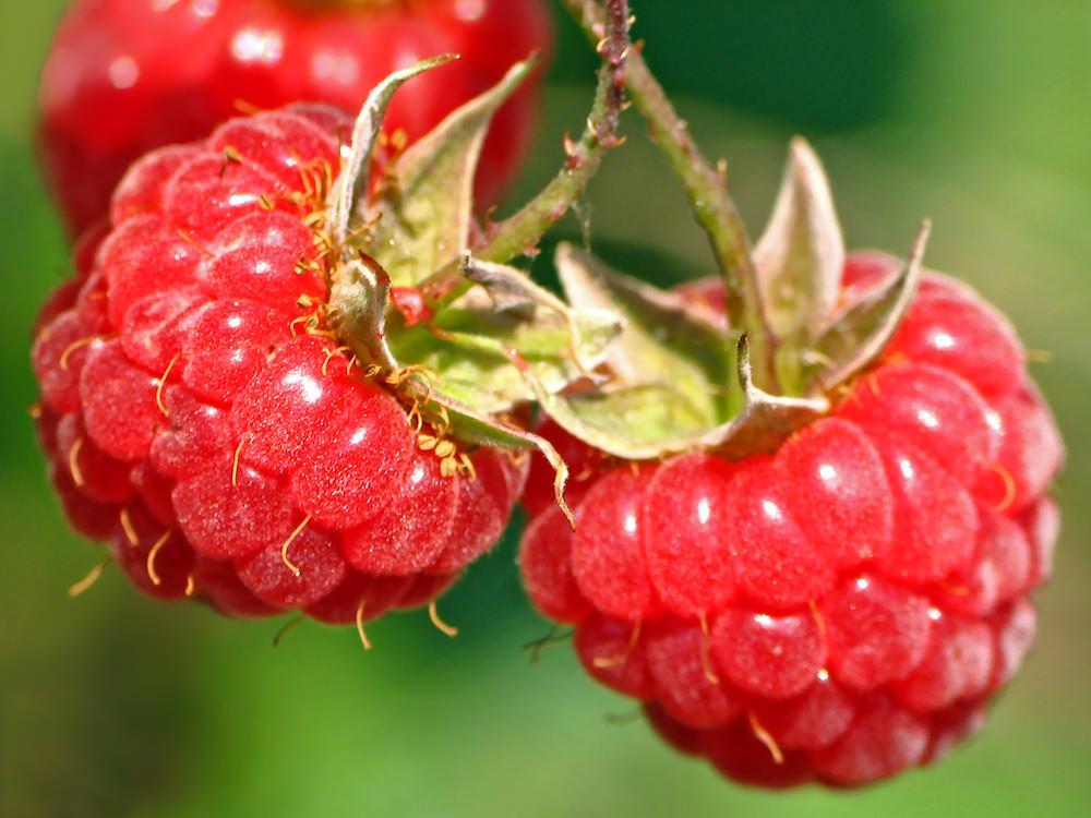 matahari raspberry