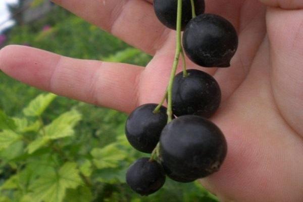 groseille pour la Sibérie