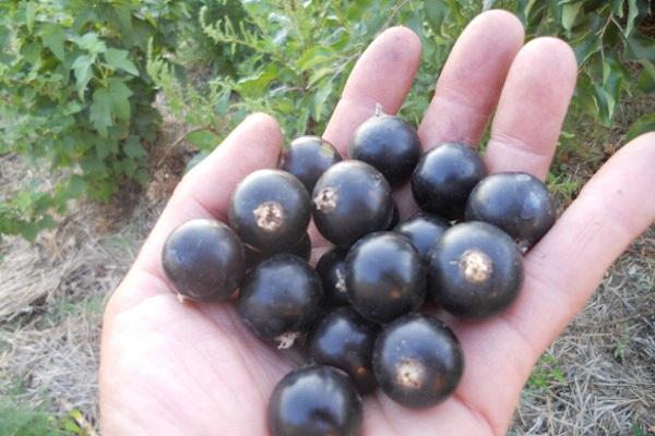 large berries