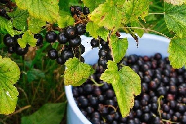 fruit in a bucket