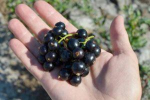 TOP 30 best black currant varieties for Siberia with descriptions and characteristics